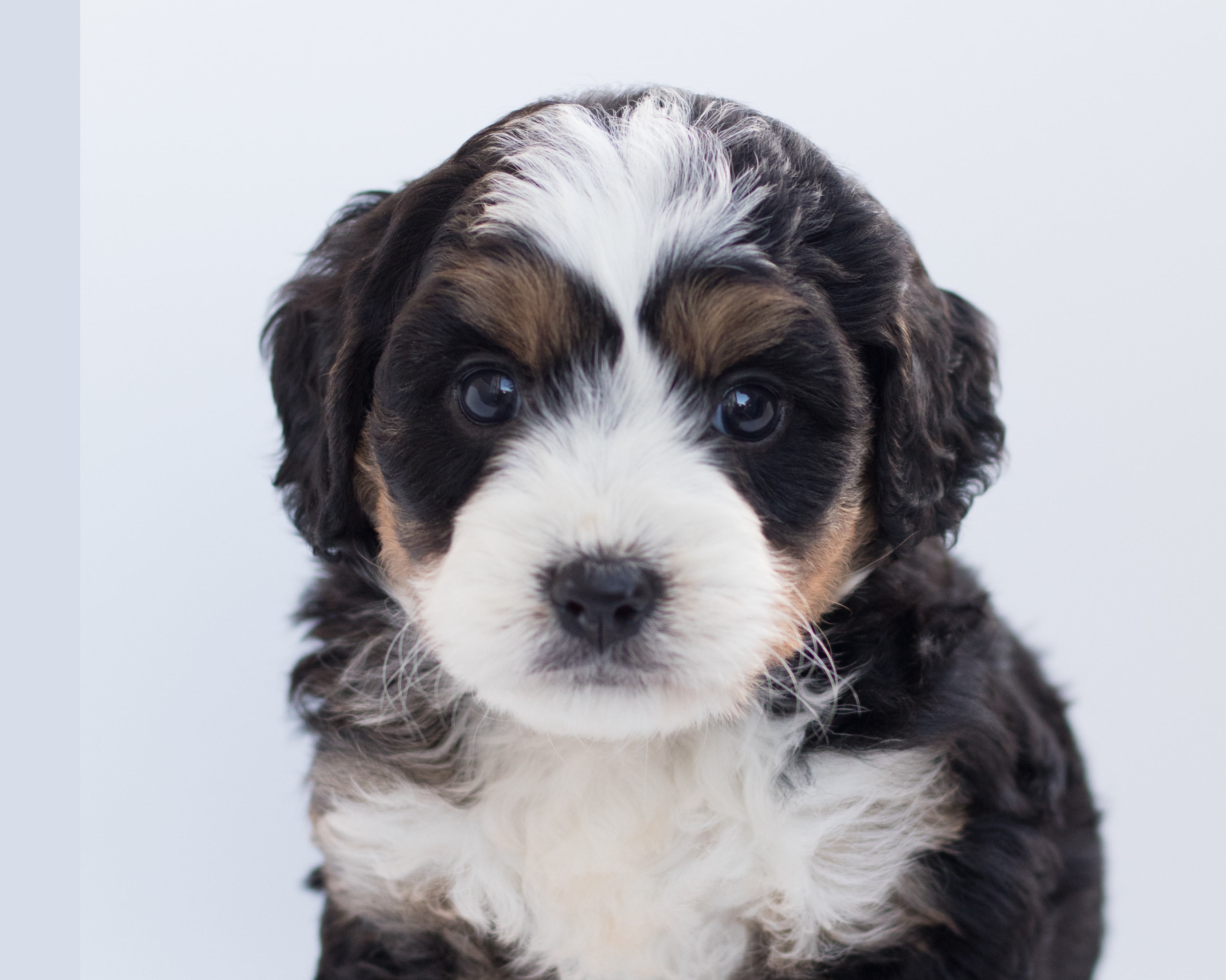 Black And White Cavoodle