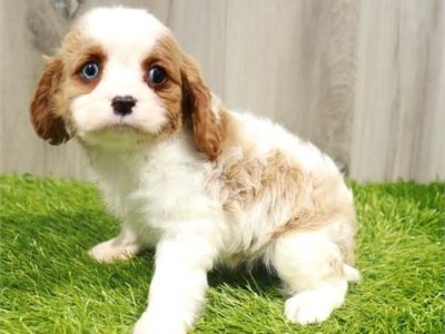 Cavalier King Charles Spaniel puppies