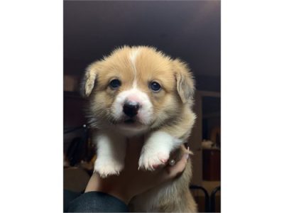 Pembroke Welsh Corgi Pups