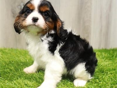 Cavalier King Charles Spaniel puppies