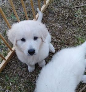 Maremma Puppies