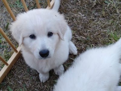 puppies Maremma’s