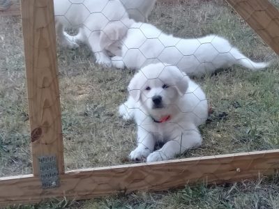 puppies Maremma’s