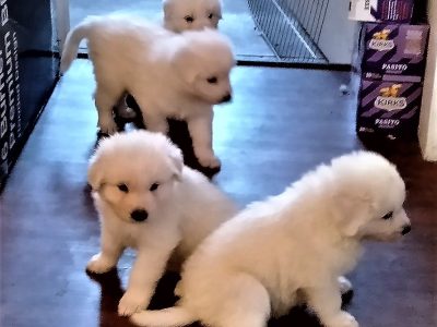 Maremma Puppies