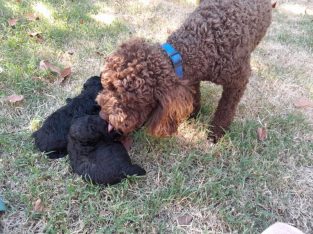 Purebred Chocolate And Black Toy Poodle Puppies