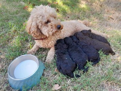 Purebred Chocolate And Black Toy Poodle Puppies