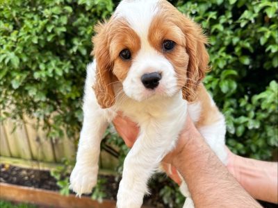 2 Purebreed Cavalier King Charles puppies