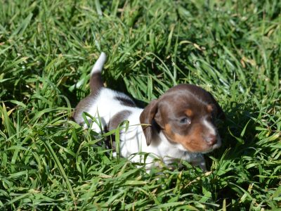 Purebred Miniature Dachshund