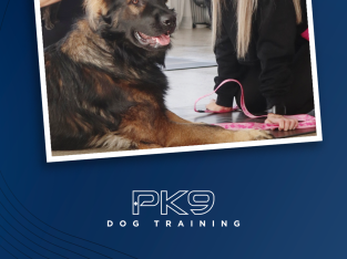 Dog Training With Positive K9 Training Melbourne
