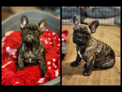 Ankc limited registration puppies