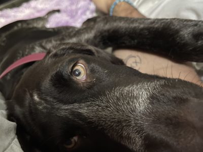 German Wire Haired Pointer