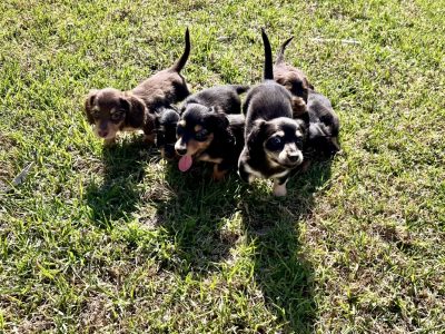 Long Hair mini Dachshund pups 4 left