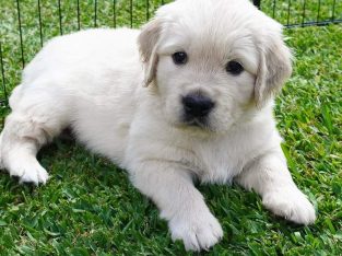 Golden Retriever Puppies