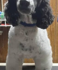 mini poodles ready now