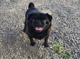 Adult Male Pug for sale..!
