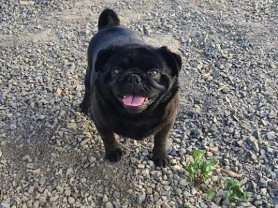 Adult Male Pug for sale..!