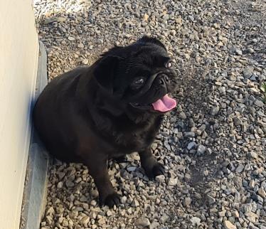 Adult Male Pug for sale..!