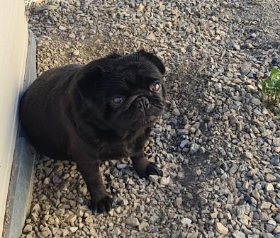 Adult Male Pug for sale..!