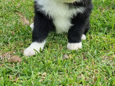 BORDER COLLIE PUPS – PUREBRED – READY NOW