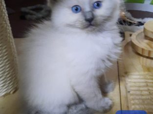 Pure Bred Ragdoll Kittens