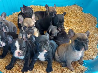 French Bulldog Puppies for sale