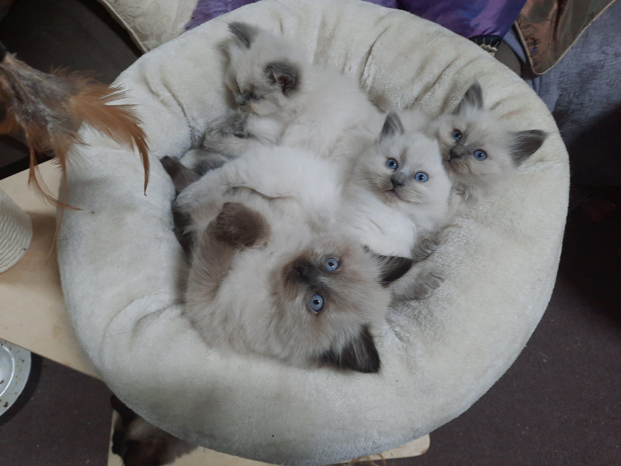 Pure Bred Ragdoll Kittens