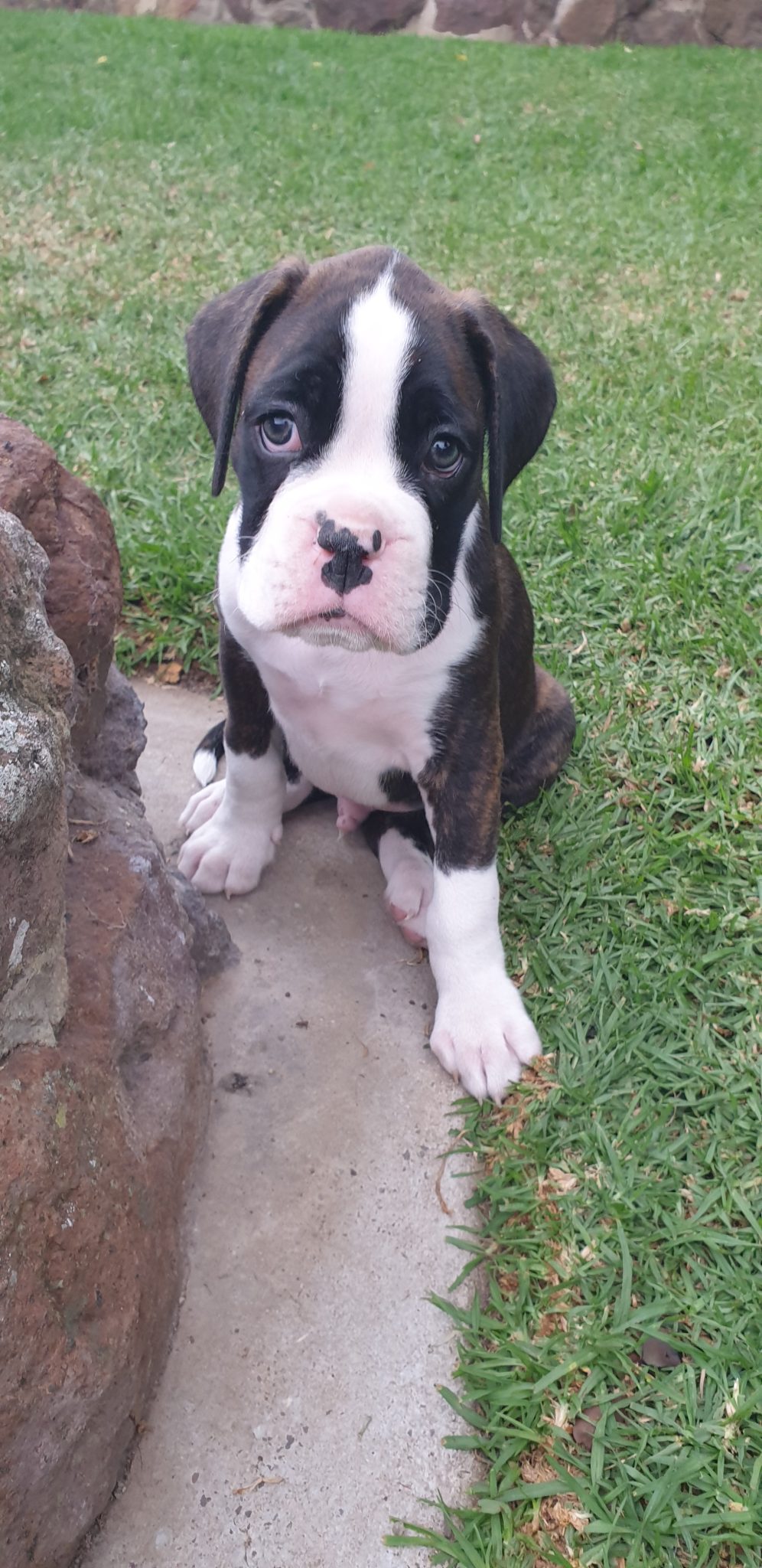 Wonderful boxer pupps looking for their new home