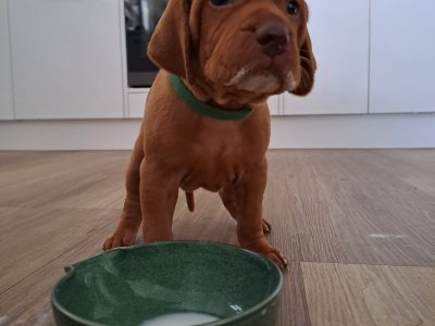 Purebred Hungarian Vizsla -Victoria