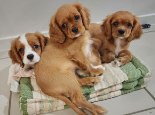 PEDIGREE/DNA TESTED CAVALIERS