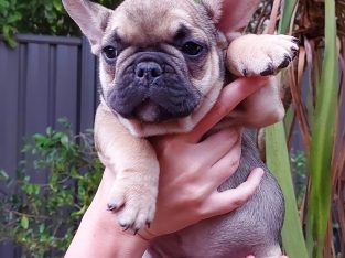 French Bulldog Puppies for sale