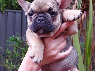 French Bulldog Puppies for sale