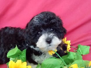 The most adorable moodle puppy available now