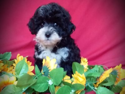 The most adorable moodle puppy available now