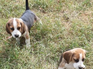 PURE BRED BEAGLE PUPS For Sale Available NOW