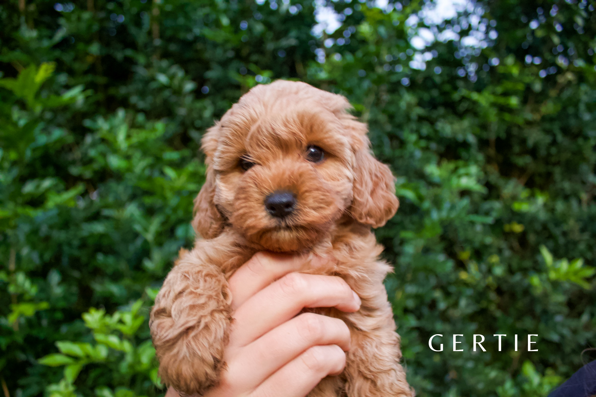 PURE BRED F1B CAVOODLE PUPS