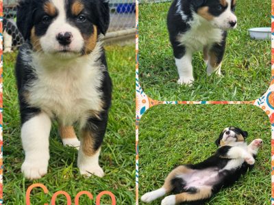 Beautiful Blue/Black Tri Border Collie Puppies