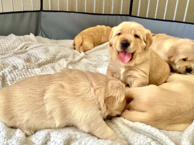 Golden retriever x Labrador puppies!