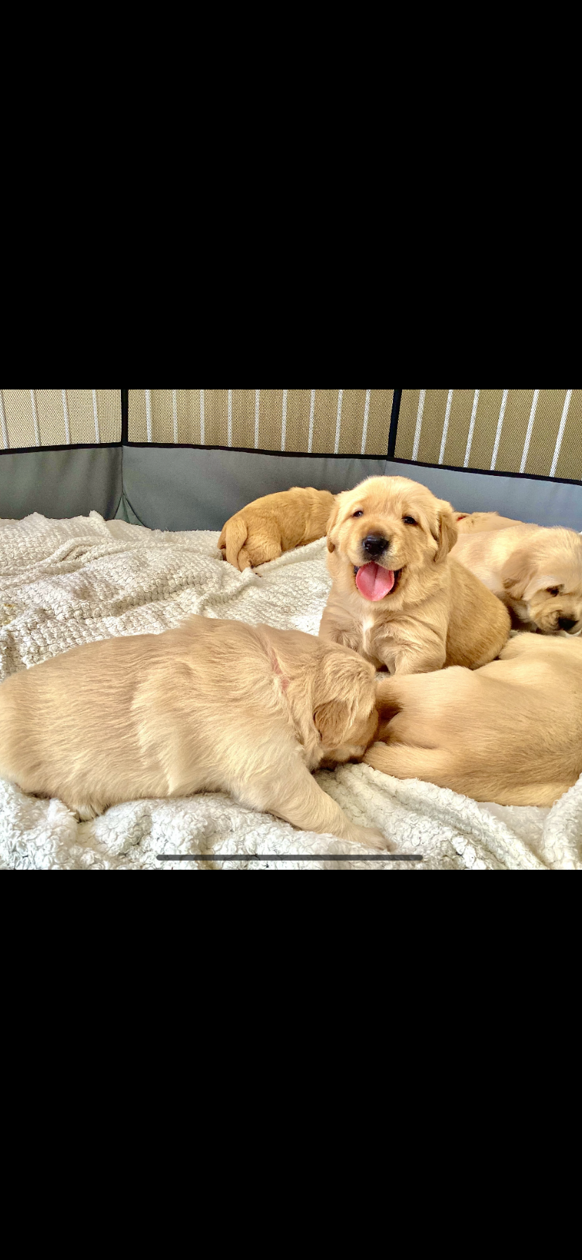 Golden retriever x Labrador puppies!