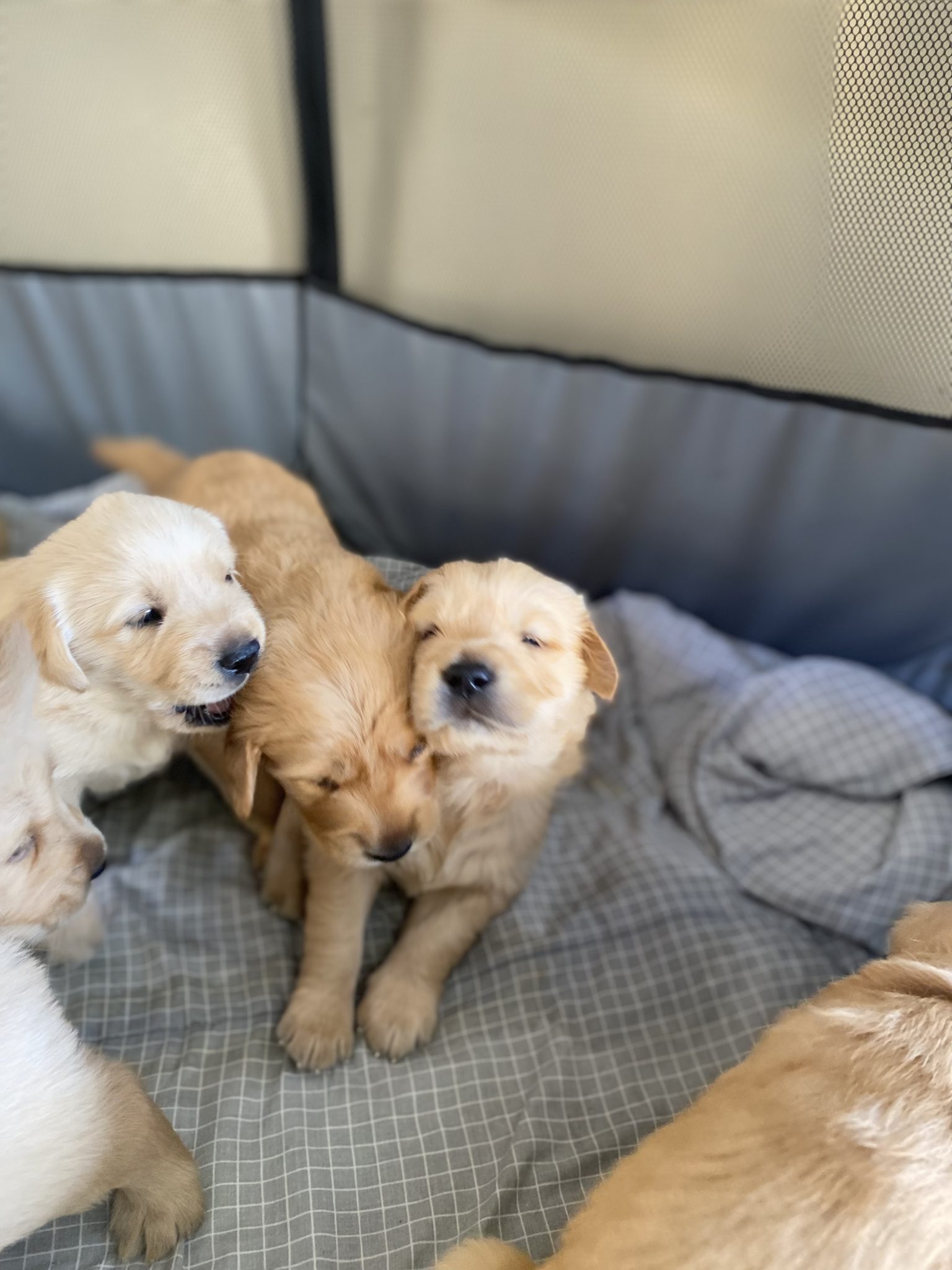 Golden retriever x Labrador puppies!