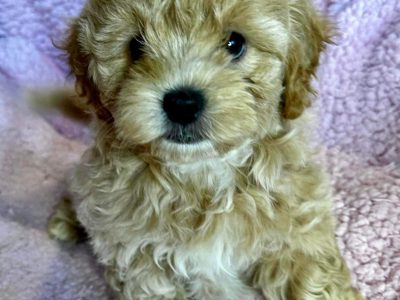 Beautiful shitzu cross poodle Puppies