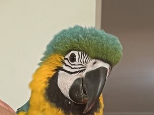 Super Friendly Blue and Gold Macaw