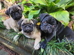Pug Puppies Pure Bred