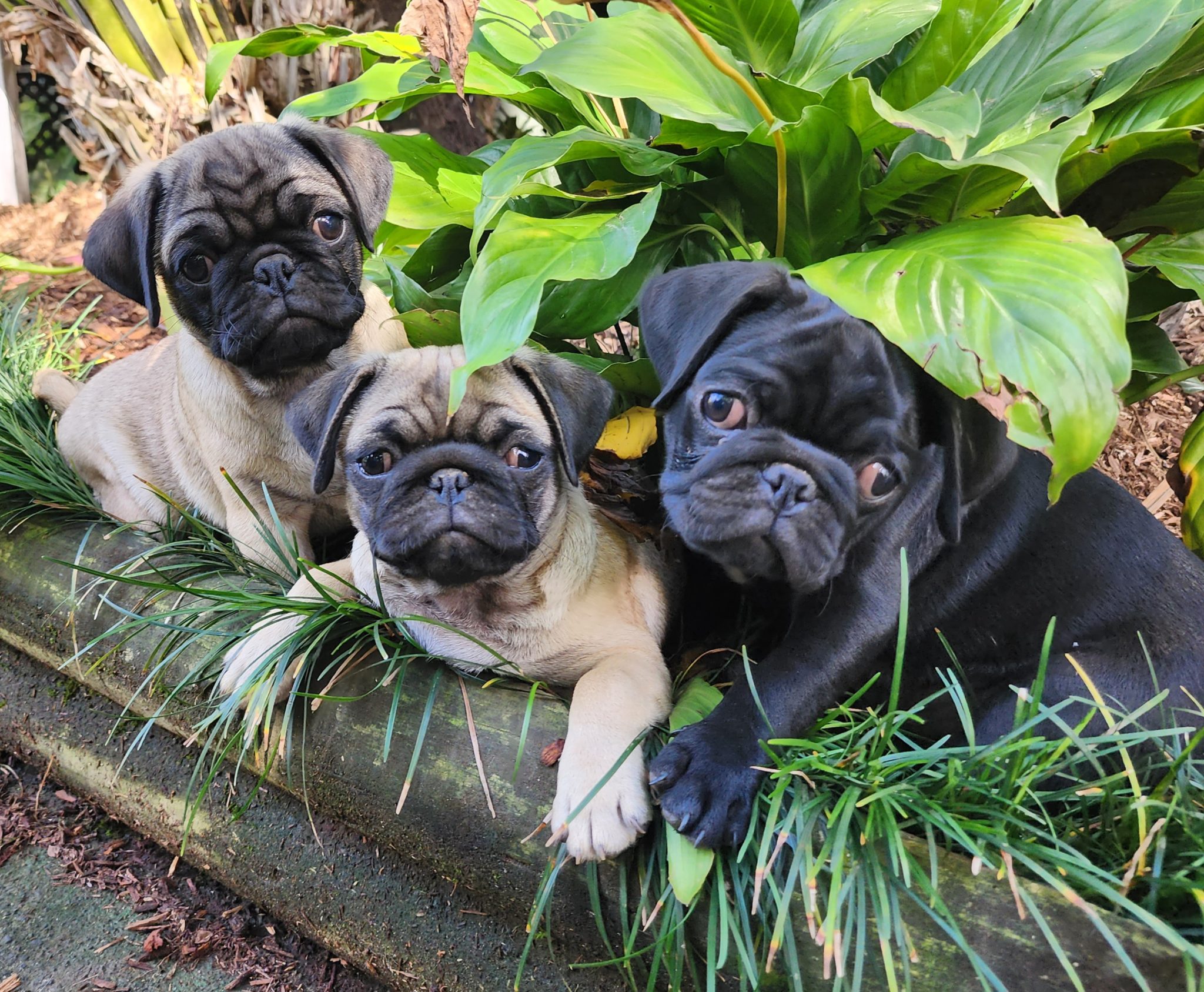 Pug Puppies Pure Bred