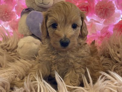 Mini/Toy Labradoodle Pups