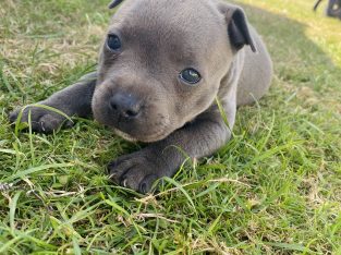 Purebred Blue English Staffys
