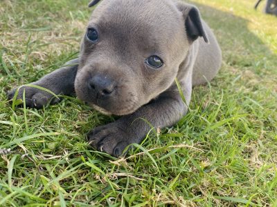 Purebred Blue English Staffys
