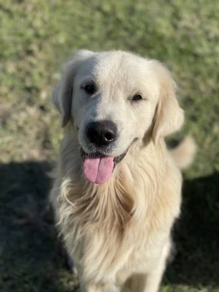 Golden Retrievers DNA TESTED & HEALTH SCREENED