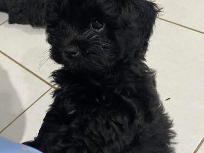 5 Beautiful Shihtzu cross Poodle puppies