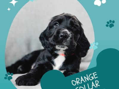 Pure Bred Cocker Spaniel Puppies
