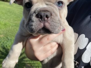 French bulldog puppies